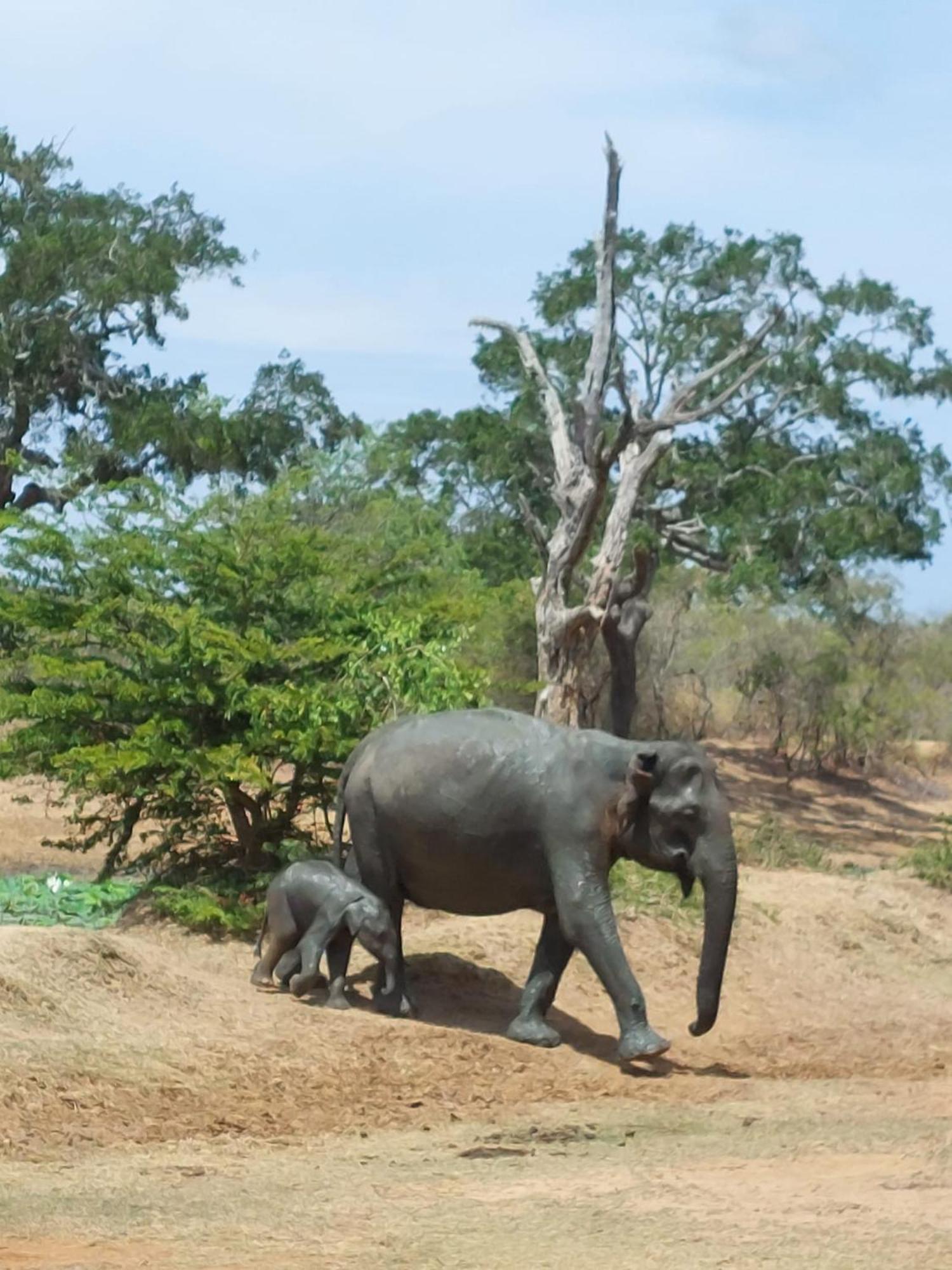 Suduweli Beauties Of Nature - Yala Kirinda  Exteriér fotografie