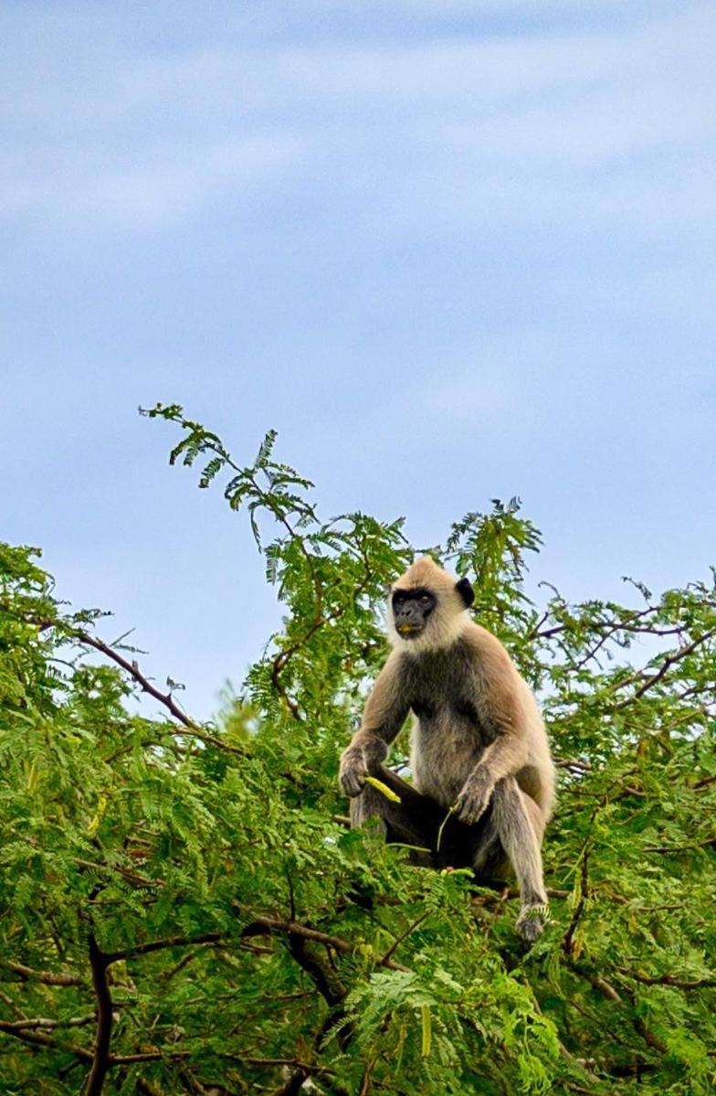 Suduweli Beauties Of Nature - Yala Kirinda  Exteriér fotografie