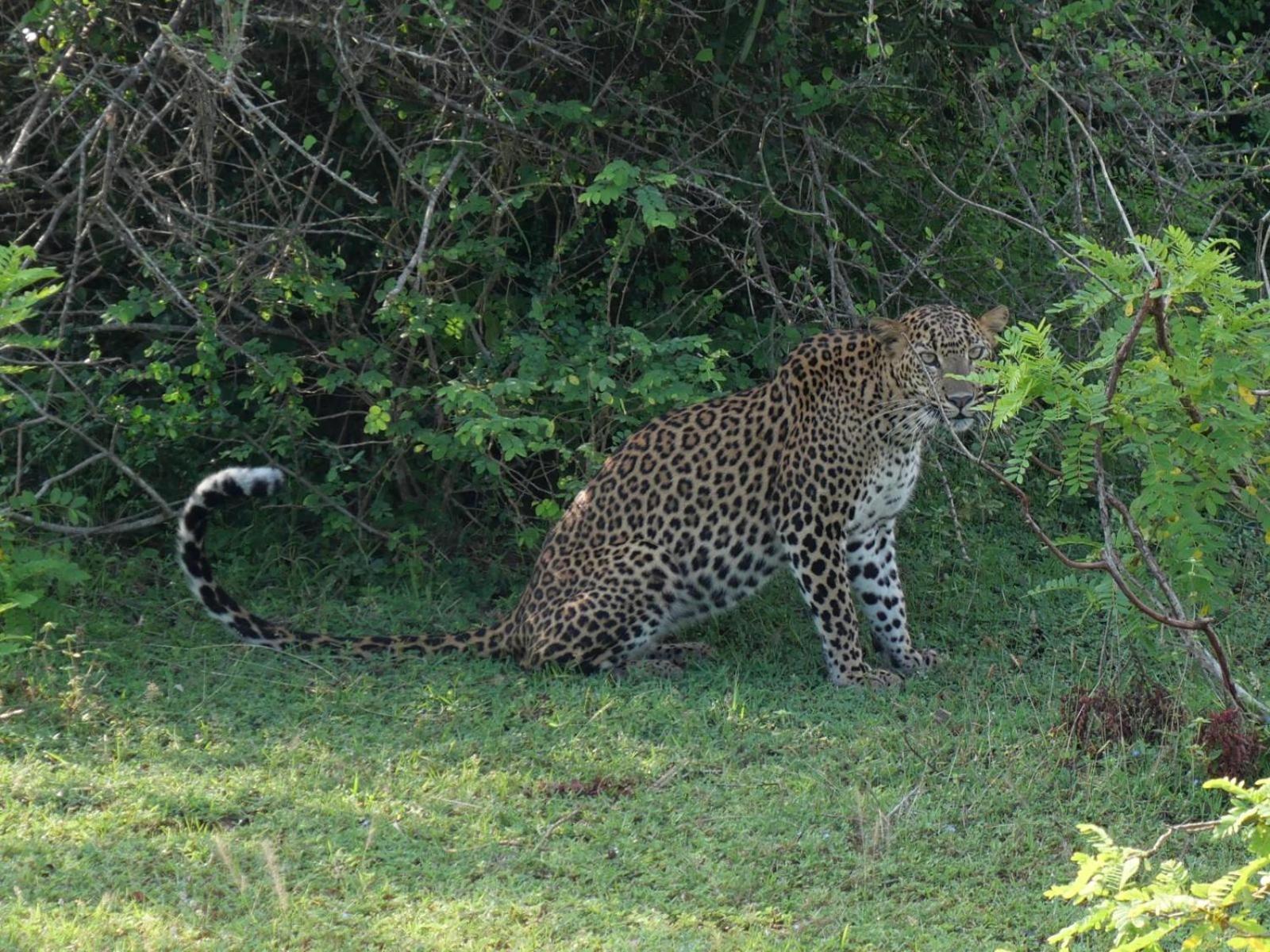 Suduweli Beauties Of Nature - Yala Kirinda  Exteriér fotografie