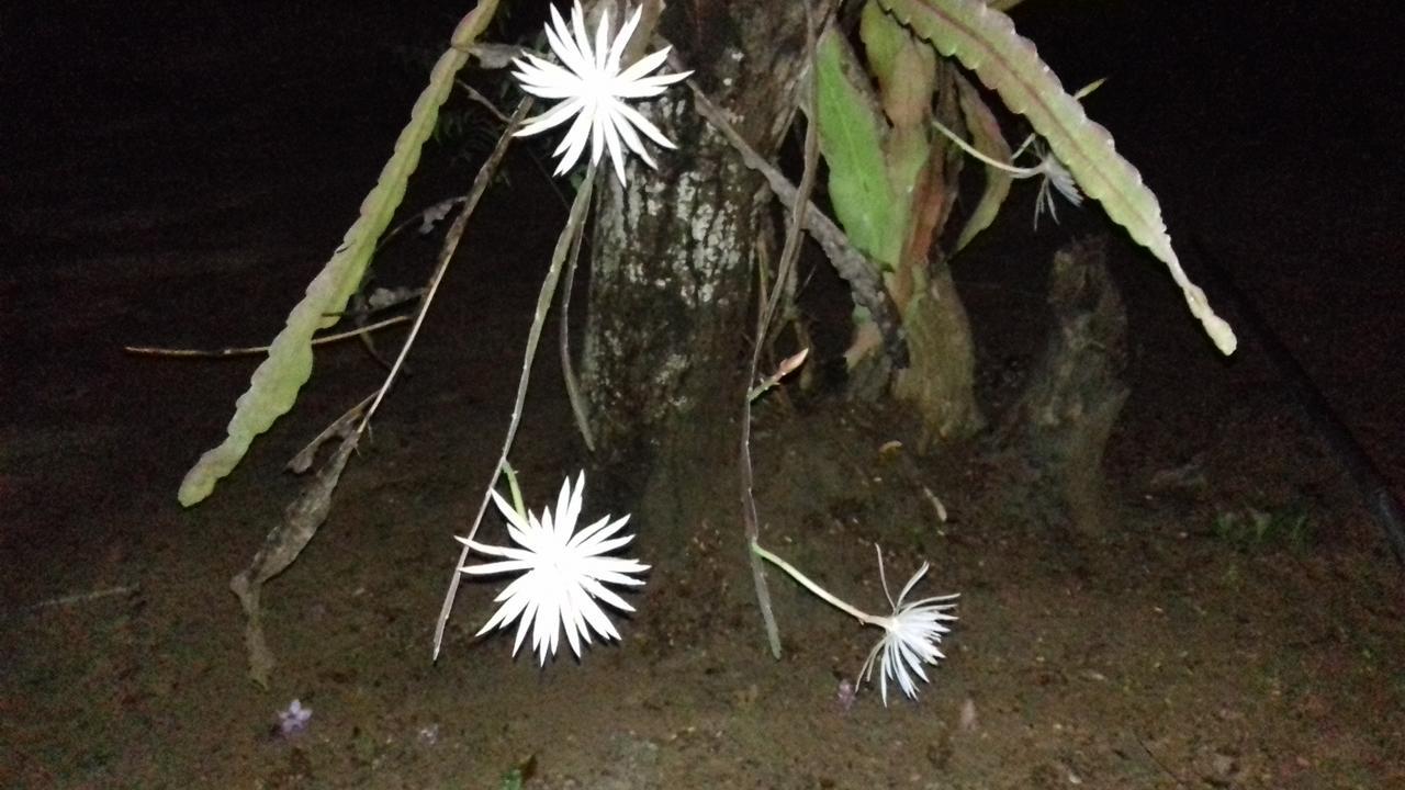 Suduweli Beauties Of Nature - Yala Kirinda  Exteriér fotografie
